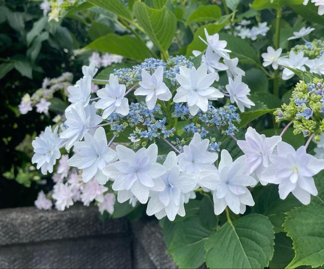 Amazon.co.jp: 紫陽花の墨田の花火苗 抜き苗 挿し木苗 : DIY・工具